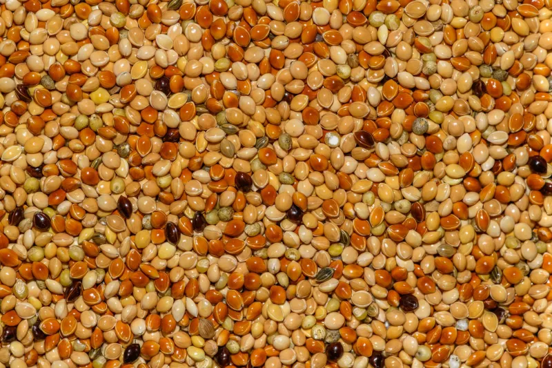 Forget the Rice Cooker for a Minute: 6 Ancient Grains From Around the World That Will Change How You Think About Your Dinner Plate