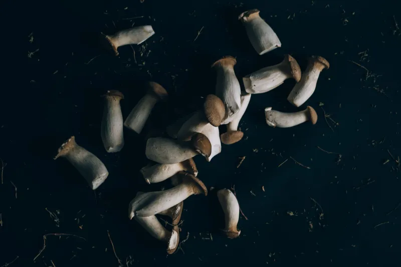 From Tokyo Labs to American Tables: The Fifth Taste That Changed Everything